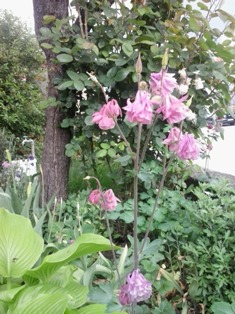 Песма. Софиjа Измаjлова