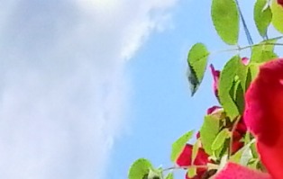 Пролеhна посвета. Светлана Сорофанова