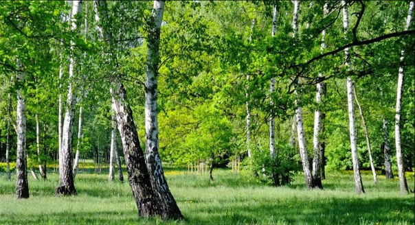 Не разлей вода