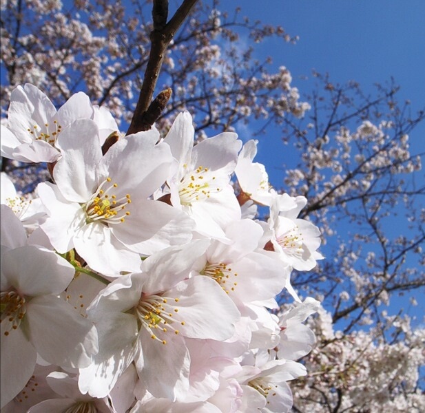 Весеннее настроение...