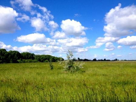 Погадай мне кукушка