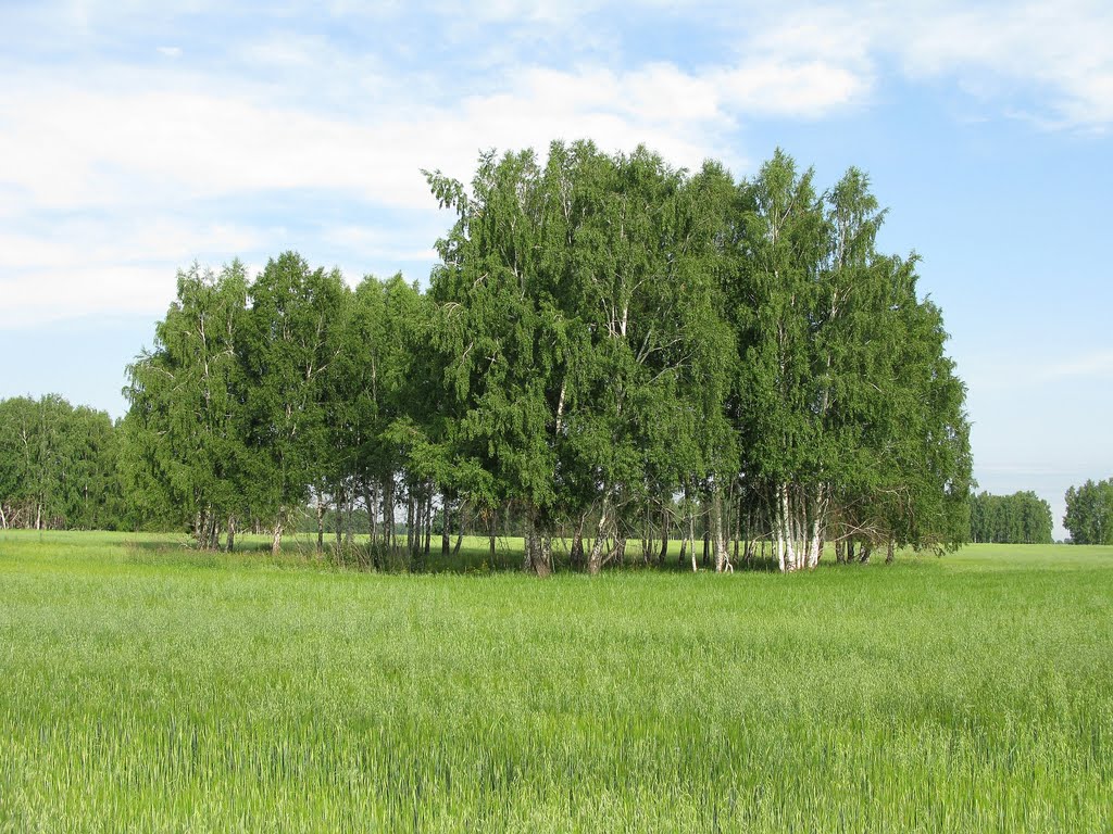 родина природа. русская природа. степные деревья. красивые картинки природы пейзажи. природа березы.