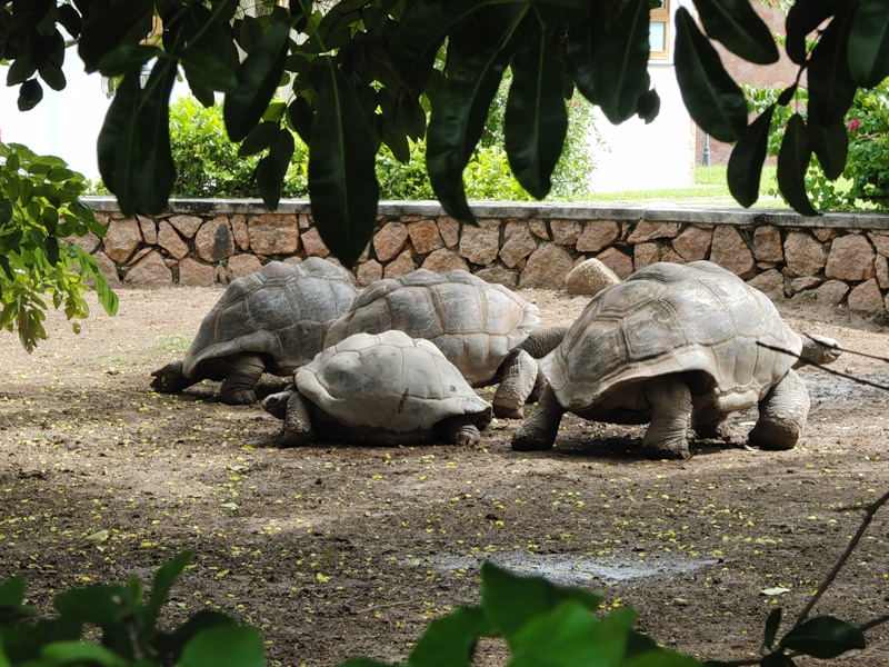 черепахиада