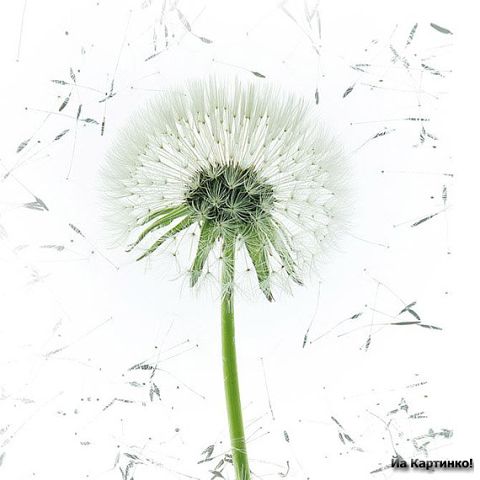 Одуванчики моей Лиде