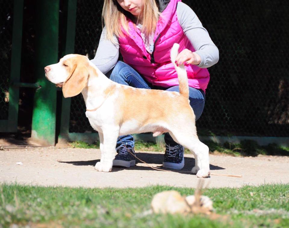 Щенячьих лучших правил