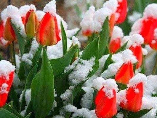 Ну Весна! Не сдавайся!