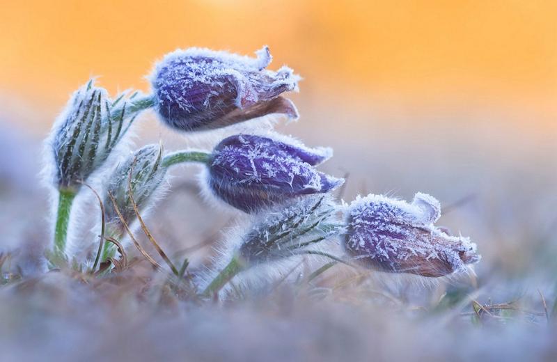 Весенний дурнопьян