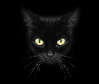 Котовасия