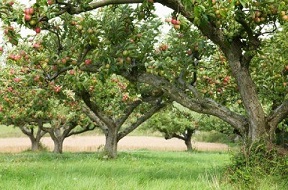 Есть на свете уголок...