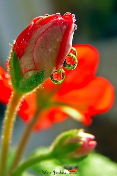 Утону я в нежности твоей