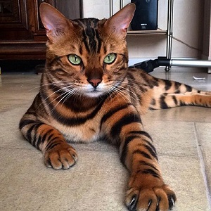 Шарль Бодлер. Кот