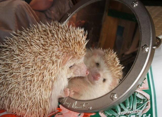 Свет мой, зеркальце, скажи