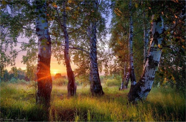 Прости меня, родимая земля!