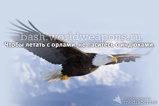 Фото Леки Орлы Для Статуса