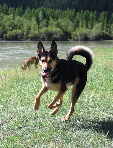 Бакс. О том, как у меня появился второй щен