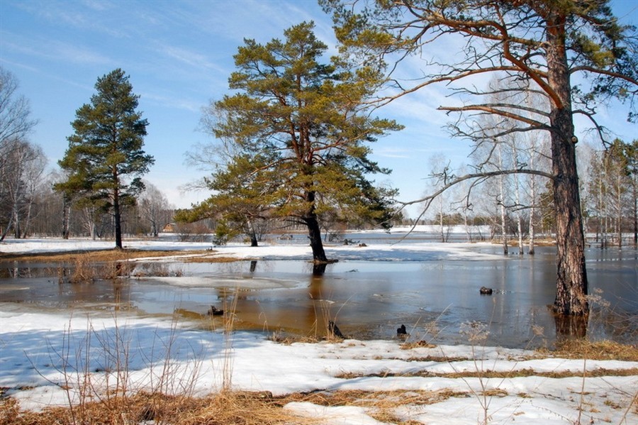 Вон и скворушка запел