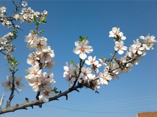 Угледати очи. Светлана Пригоцкаjа