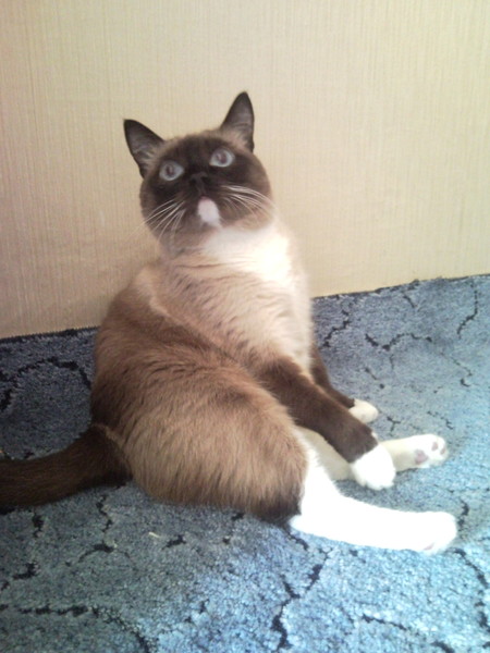 Кот в подполе