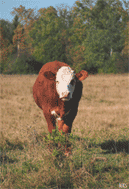 Мучил Бычару Клинок...