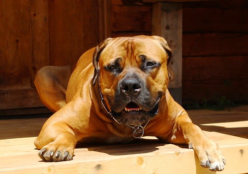 Орфей. Рыженький подарок. Или наш Бурбуль