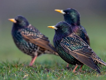 Скворцы сообщили...