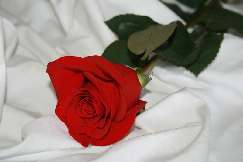 1415 роз. Розы на постели. Розы красные и белые. Розы для любимой.