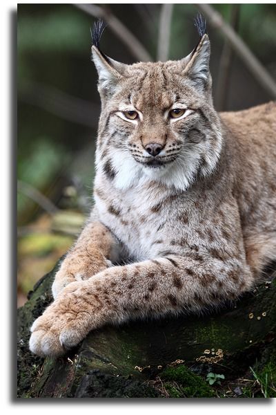 Женщина кошка