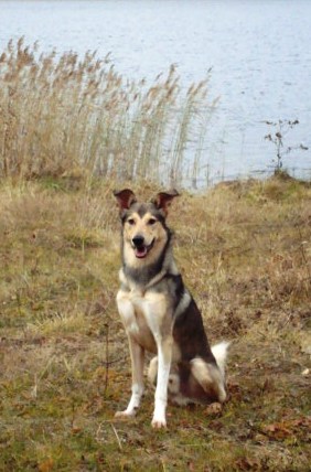 Марс. Мой первый пёс. Или сказ о Сером