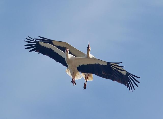 А у небi лелеки. Пер. С. Груздевой