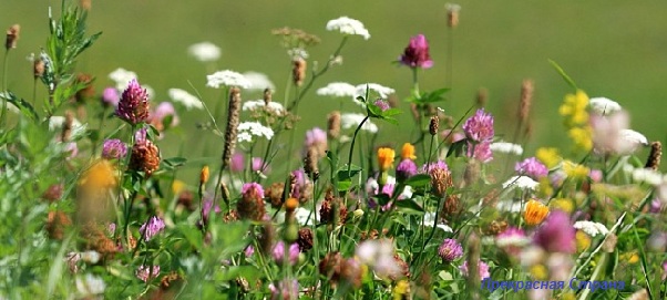 Не дари мне роскошнейших лилий...