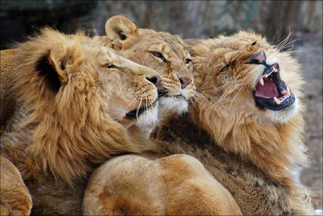 Наблюдая мужской выбор