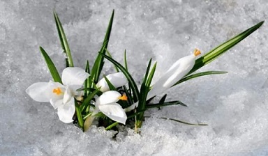 Тает снег...