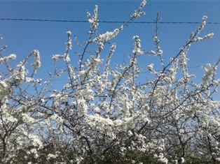 Тебе тражим. Софиjа Измаjлова