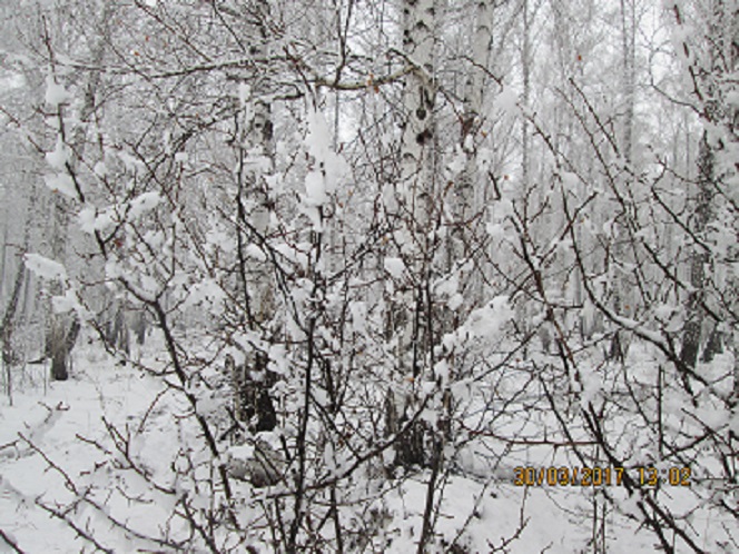 Снежный карнавал