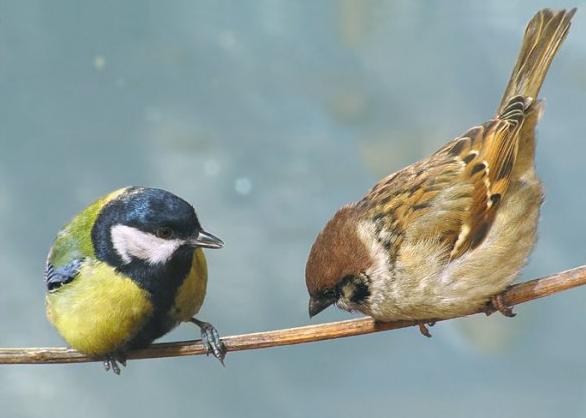 Птичка-синичка летала...
