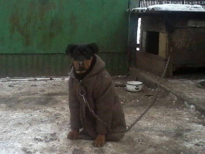 Собачий холод смешные картинки