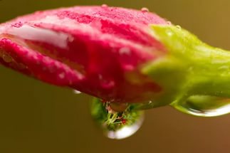 Первое Апреля