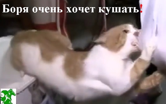 Боря очень хочет кушать!