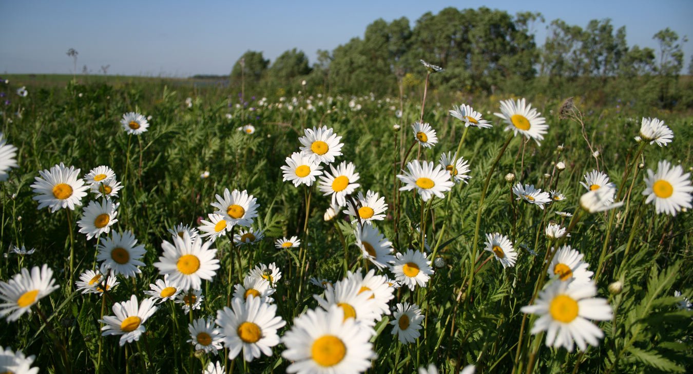 92 Chamomile