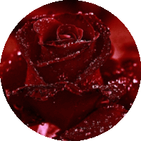 5 хокку о розах