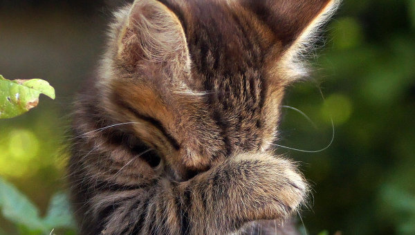 Бездомная кошка...