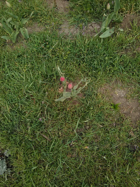 Моя весна не пахнет апельсином