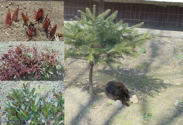 Земля пробуждается