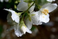 После дождя в саду