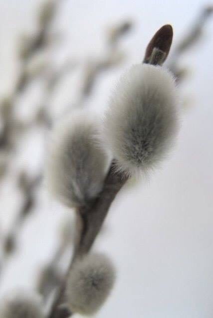 Объятья Верба распахнула нам свои!