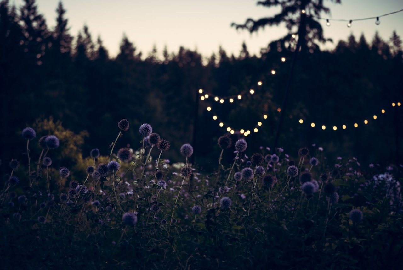 мерцание завядших цветов