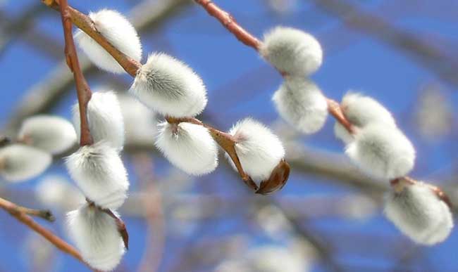 Вербное Воскресенье