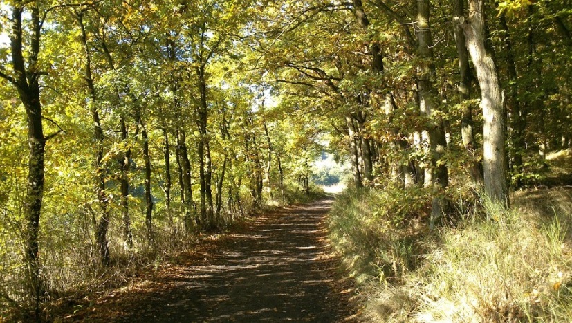 Какая густая тень