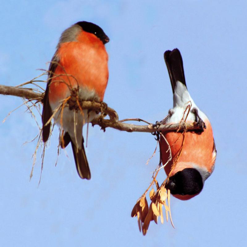 Весенняя ирония