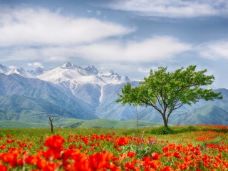 Тараз-Джамбул